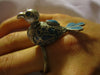 Middle Eastern Ring Bird