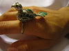 Middle Eastern Ring Bird